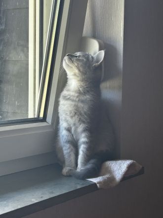 Unser BKH-EKH Junge sucht AB SOFORT sein Zuhause