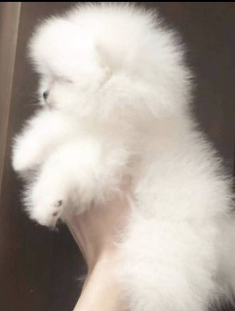 Exclusive Zwergspitz Weibchen+Rüde /Reinrassig /Starblutlinien international