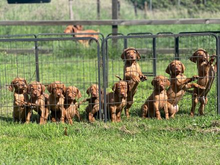 Magyar Vizsla Welpen mit FCI Ahnetafel
