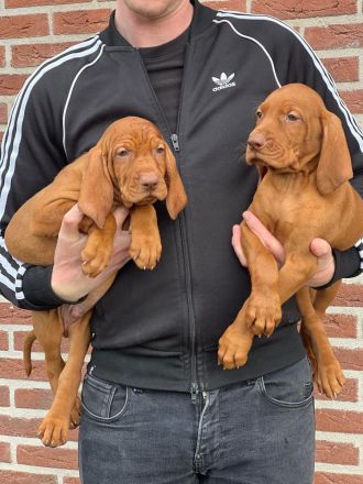 Magyar Vizsla Welpen mit FCI Ahnetafel