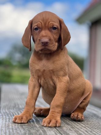 Magyar Vizsla Welpen mit FCI Ahnetafel
