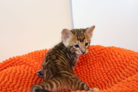 Exklusive Toyger Kätzchen Kitten abzugeben mit Stammbaum vom Züchter