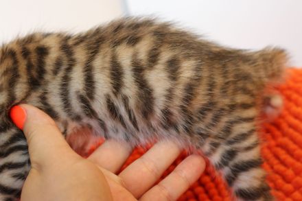 Exklusive Toyger Kätzchen Kitten abzugeben mit Stammbaum vom Züchter