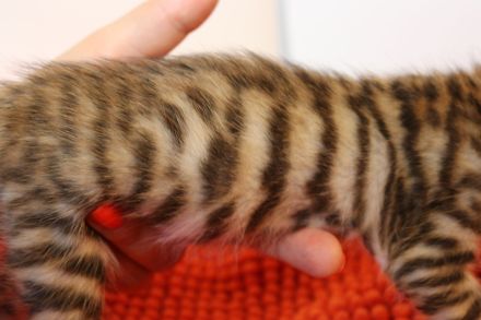 Exklusive Toyger Kätzchen Kitten abzugeben mit Stammbaum vom Züchter