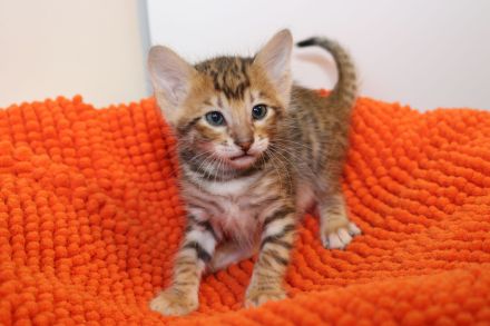 Exklusive Toyger Kätzchen Kitten abzugeben mit Stammbaum vom Züchter