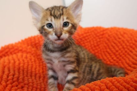 Exklusive Toyger Kätzchen Kitten abzugeben mit Stammbaum vom Züchter