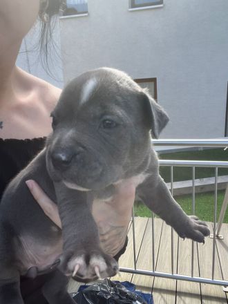 Boxer Mix Welpen