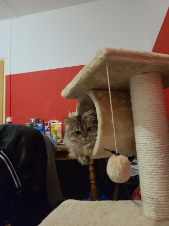 Britische Langhaar Katze