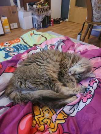 Britische Langhaar Katze