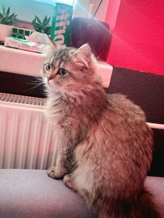 Britische Langhaar Katze