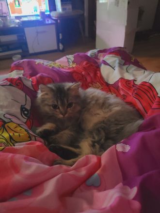 Britische Langhaar Katze