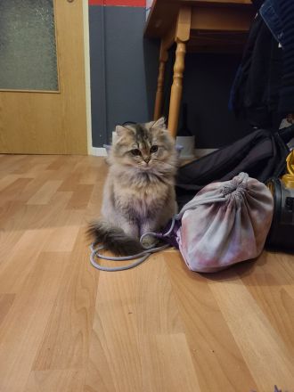 Britische Langhaar Katze