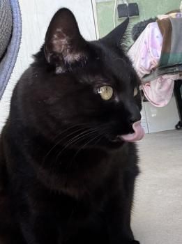 Nahla, FIV positiv