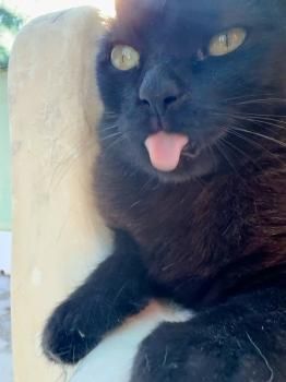 Nahla, FIV positiv