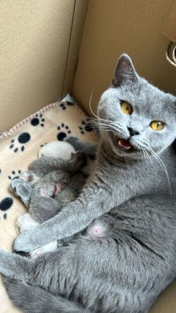 BKH Kitten ab dem 12.08.2024 auf der Suche nach einem liebevollem Zuhause