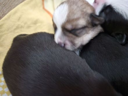 Pinscher-Malteser welpen