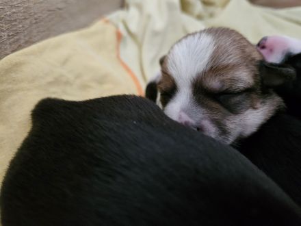 Pinscher-Malteser welpen