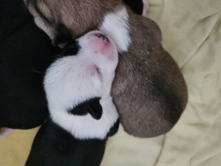 Pinscher-Malteser welpen