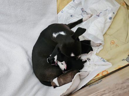 Pinscher-Malteser welpen