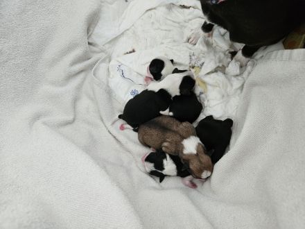 Pinscher-Malteser welpen