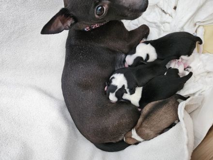 Pinscher-Malteser welpen