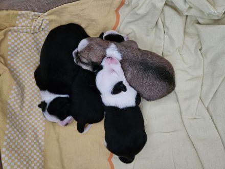 Pinscher-Malteser welpen