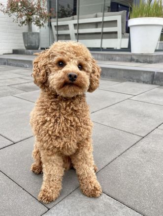 Deckrüde Toypudel fawn