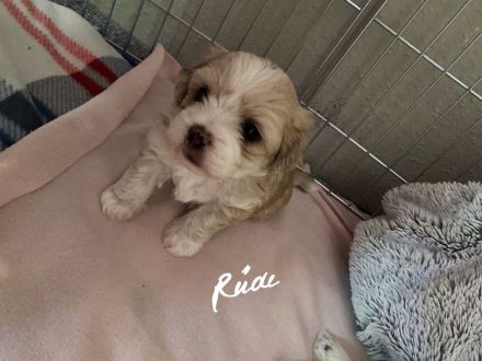 Shi tzu Mischling mit Pudel