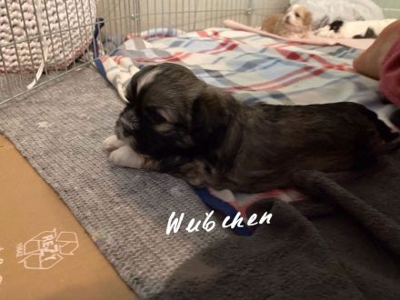 Shi tzu Mischling mit Pudel