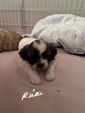 Shi tzu Mischling mit Pudel