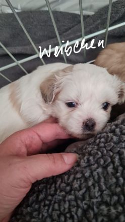 Shi tzu Mischling mit Pudel