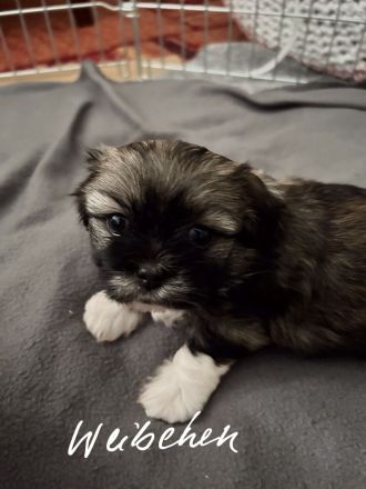 Shi tzu Mischling mit Pudel