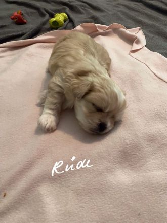 Shi tzu Mischling mit Pudel