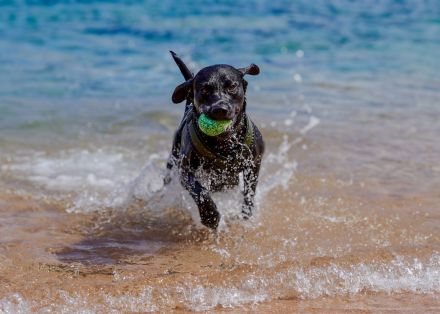 Reinrassiger Labrador Deckrüde mit Ahnentafel Arbeitslinie