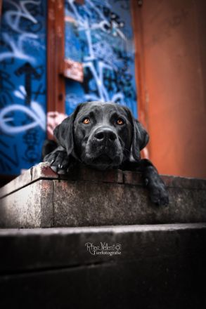 Reinrassiger Labrador Deckrüde mit Ahnentafel Arbeitslinie