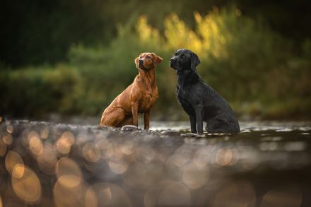 Reinrassiger Labrador Deckrüde mit Ahnentafel Arbeitslinie