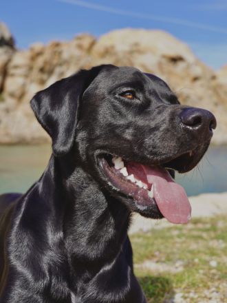 Reinrassiger Labrador Deckrüde mit Ahnentafel Arbeitslinie