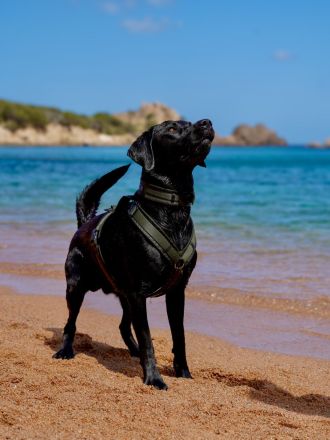 Reinrassiger Labrador Deckrüde mit Ahnentafel Arbeitslinie