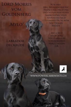 Reinrassiger Labrador Deckrüde mit Ahnentafel Arbeitslinie
