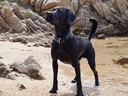 Reinrassiger Labrador Deckrüde mit Ahnentafel Arbeitslinie