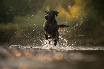 Reinrassiger Labrador Deckrüde mit Ahnentafel Arbeitslinie