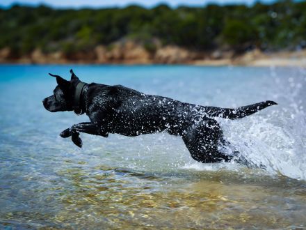 Reinrassiger Labrador Deckrüde mit Ahnentafel Arbeitslinie
