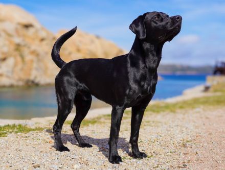 Reinrassiger Labrador Deckrüde mit Ahnentafel Arbeitslinie