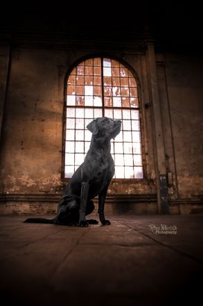 Reinrassiger Labrador Deckrüde mit Ahnentafel Arbeitslinie