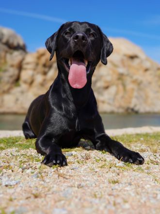 Reinrassiger Labrador Deckrüde mit Ahnentafel Arbeitslinie