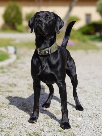 Reinrassiger Labrador Deckrüde mit Ahnentafel Arbeitslinie