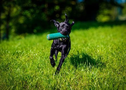 Reinrassiger Labrador Deckrüde mit Ahnentafel Arbeitslinie