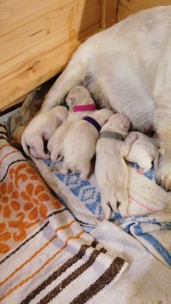 West highland white terrier Welpen