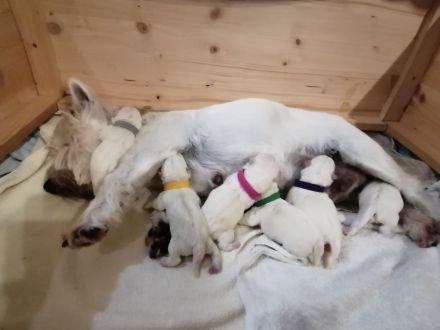 West highland white terrier Welpen