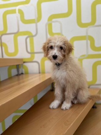 Doodle, Bordoodle Welpen, wunderschöne Welpen, nicht haarend! Allergiker geeignet! Wunderschön!